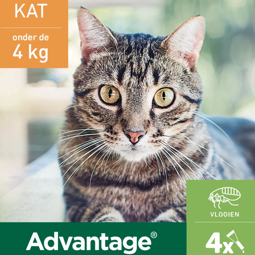 Advantage Anti Vlooiendruppels 40 Kat tot 4 kg 4 pipetten