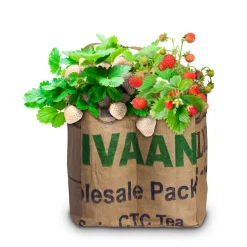 Baza Duo-Tuintje Strawberry Smoothie Wit En Rood