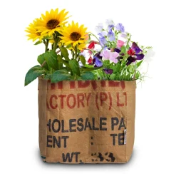 Baza Duo-Tuintje Sunflowers: Pygmy En Topolino