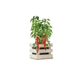 Baza Garden Box Bio Chili Peper