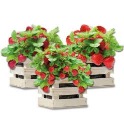 Baza Gardenbox Set Aardbeien 1 set