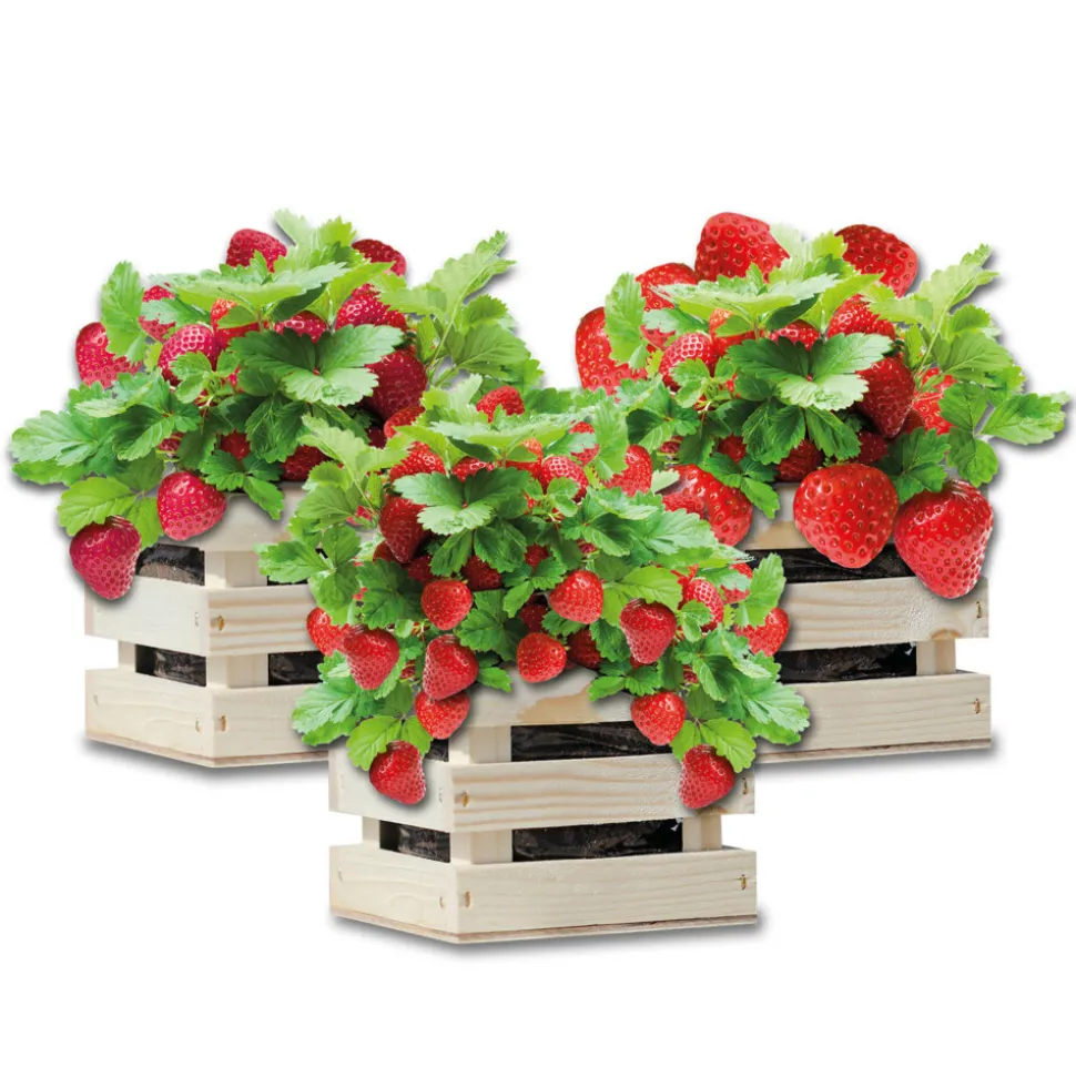 Baza Gardenbox Set Aardbeien 1 set