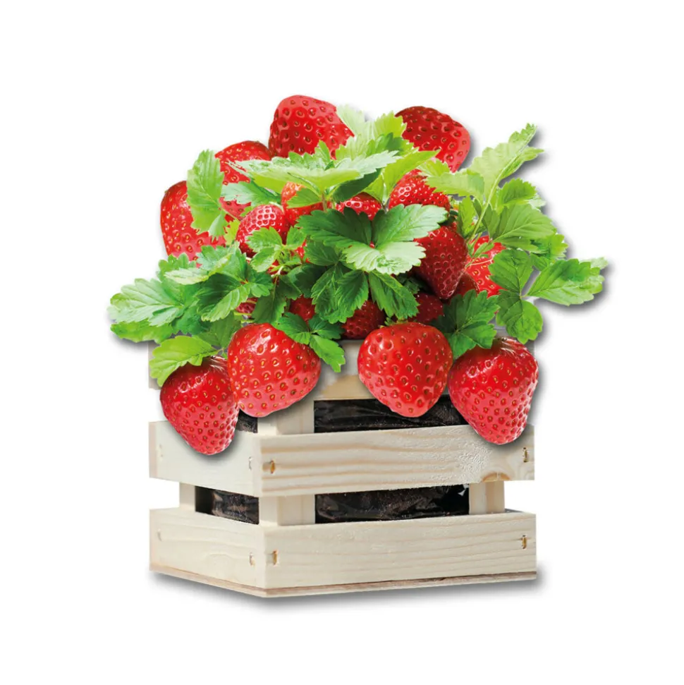 Baza Gardenbox Set Aardbeien 1 set