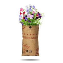 Baza Hangtuin Bio Lathyrus