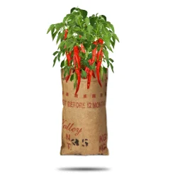 Baza Hangtuin Bio Pepertjes