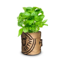 Baza Keukentuintje Bio Basilicum Genovese