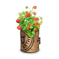 Baza Keukentuintje Bio Bosaardbei