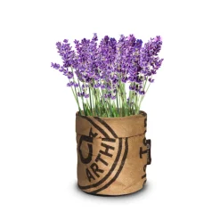 Baza Keukentuintje Bio Lavendel