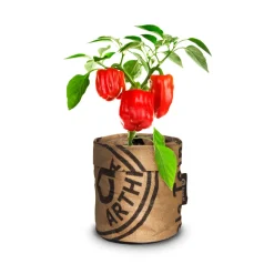 Baza Keukentuintje Bio Paprika Piquillo