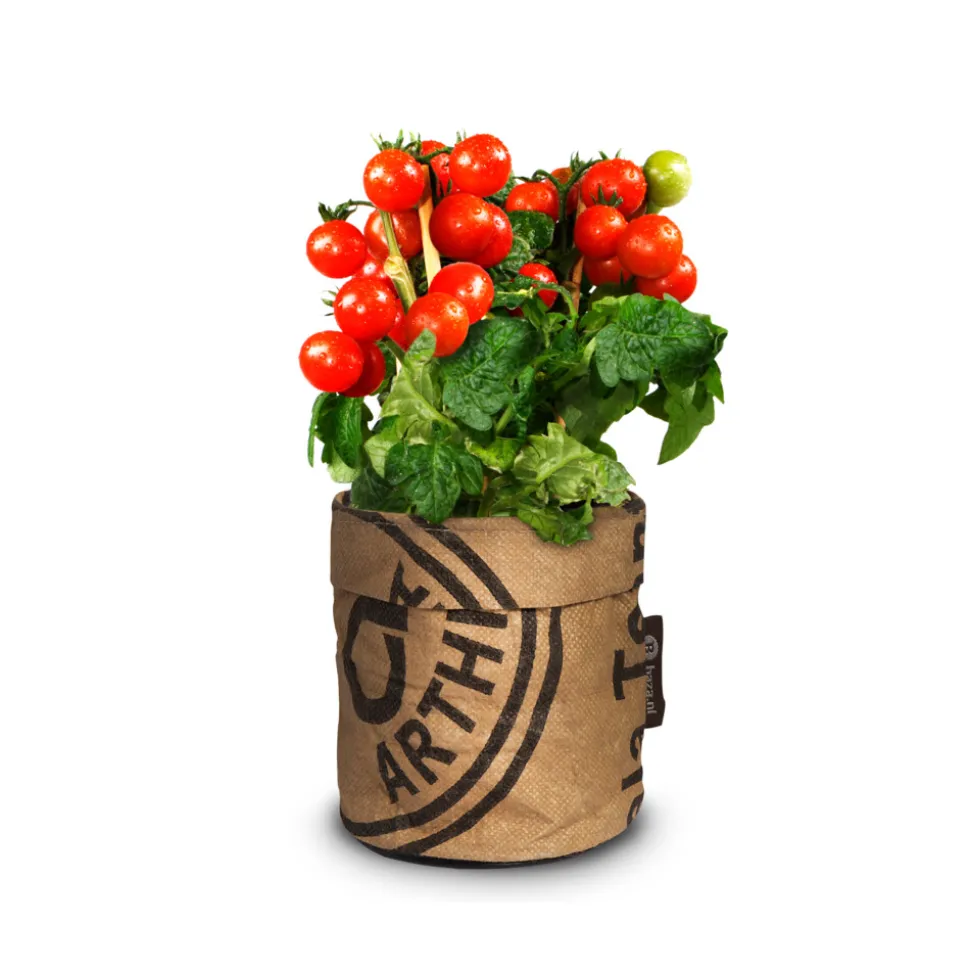 Baza Keukentuintje Bio Tomato Cerise