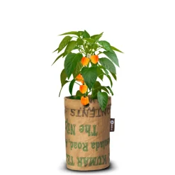 Baza Pepperclub Bio Habanero Orange