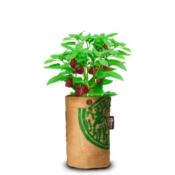 Baza Pepperclub Hot Chocolat