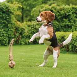 Beaphar Canishield Anti Vlooien en Tekenband Hond S - M 48 cm