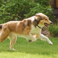 Beaphar Canishield Anti Vlooien en Tekenband Hond L 65 cm