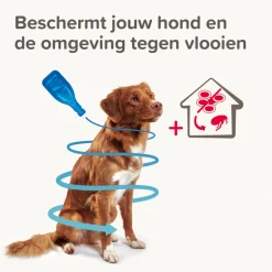 Beaphar Combotec Anti Vlooien en Teken Druppels Hond 10-20 kg 2 pipetten