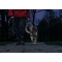 Beeztees Safety Gear Halsband +USB Dogini Rood 70 x 10 cm