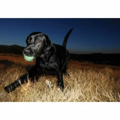 Chuckit Max Glow Ball 2 - pack Medium ø 6 cm 2 stuks