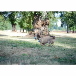 Chuckit The Wistler ø 5 cm 2 stuks