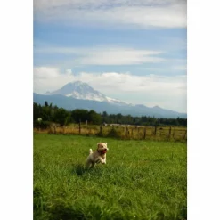 Chuckit Ultra Ball ø 5 cm 2 stuks