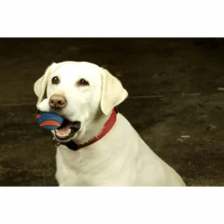 Chuckit Ultra Squeaker Ball Medium ø 6 cm 2 stuks