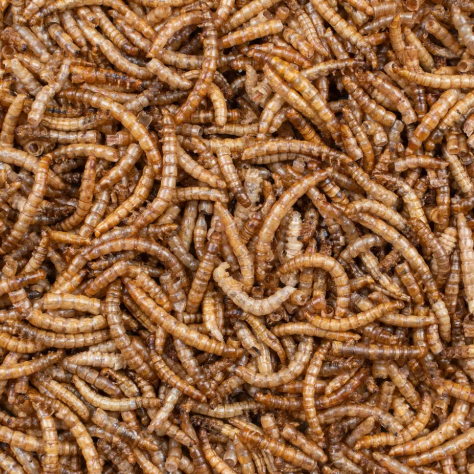 Deli Nature Greenline Meelwormen 700 gr