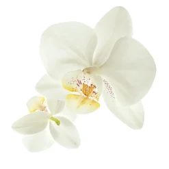 Guhl Fascinerend Blond - Shampoo 1x 250 ml & Conditioner 1x 200 ml - Pakket