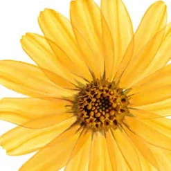 Kneipp Badkristallen Arnica Active 600 gr