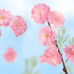 Kneipp Badkristallen Favourite Time Cherry Blossom 600 gr