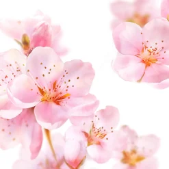 Kneipp Badolie Soft Skin AmandelbloesemDe heerlijk geurende Kneipp® Badolie Soft Skin, biedt je huid de optimale combinatie van actieve bescherming en voelbare verzorging. Met 94% zuivere amandelolie zorgt de badolie voor het behoud van de natuurlijke huidbarrière en voelt de huid weer zacht en soepel aan.Dermatologisch getestNiet parfumvrijPH NeutraalProefdiervrijVeganGeschikt voor de droge en/of gevoelige huid Gevarenaanduidingen Ontvlambaar Milieugevaarlijk Zeer licht ontvlambaar gas. Zeer licht ontvlambare aerosol. Zeer licht ontvlambare vloeistof en damp. Licht ontvlambare vloeistof en damp. Ontvlambare vaste stof. Ontvlambare aerosol. Ontvlambare vloeistof en damp. Zeer giftig voor in het water levende organismen. Zeer giftig voor in het water levende organismen, met langdurige gevolgen. Giftig voor in het water levende organismen, met langdurige gevolgen. Aanvullende informatie Hoe te gebruiken?Schroefdopje 1 keer vullen en badolie toevoegen aan het water (36-38ºC). Duur van het bad: 15-20 min. Dopje omspoelen.Cosmeticaproduct. Niet voor inwendig gebruik. Buiten het bereik van kinderen houden. Waarschuwing: Bad na het baden reinigen (voorkomt uitglijden). Restanten van de badolie verwijderen met warm water en vetoplossend schoonmaakmiddel. Ingrediënten Prunus Amygdalus Dulcis (Sweet Almond) Oil, Parfum (Fragrance), Benzyl Benzoate,PEG-40 Sorbitan Peroleate, Prunus Amygdalus Dulcis (Sweet Almond) Flower Extract, Amyris Balsamifera Bark Oil, Pogostemon Cablin Oil, Bulnesia Sarmientoi Extract (Guaiacwood Oil), Limonene, Linalool, Coumarin, Alpha-Isomethyl Ionone, Geraniol, Citral, Cinnamyl Alcohol, Citronellol, Helianthus Annuus Hybrid Oil, Tocopherol. Fabrikant informatie Merk: Kneipp Ean: 4008233035185 Artikel: 1000-780 Fabrikant gegevens: Kneipp Adres: Vliegend Hertlaan 49 3526 KT Utrecht Nederland Contactgegevens: Tel: 030 281 3300 Email: [email protected] Website: https://www.kneipp.com Reviews Schrijf jouw review Hoe controleren en plaatsen wij reviews? Plein plaatst enkel reviews van klanten en personen die het product daadwerkelijk gebruikt hebben, ook wanneer deze negatief of neutraal is. Voordat de review geplaatst wordt controleren we handmatig of deze écht is en voldoet aan onze reviewvoorwaarden. Wanneer het product op Plein gekocht is vermelden we dat bij de review. Plein betaalt niet voor reviews, wanneer een reviewer door een andere partij is vergoed staat dit erbij vermeld. Door Elien op 1 september 2022 | Heeft dit product gekocht Deze review is geschreven bij product Kneipp Badolie Soft Skin Amandelbloesem 100 ml Verrukkelijke badolie met heerlijke geur en lekkere olie geen Super lekkere badolie Oorspronkelijk geplaatst op plein.nl Door Lydia Maria op 13 mei 2020 | Heeft dit product gekocht Deze review is geschreven bij product Kneipp Badolie New Energy Rozemarijn 100 ml Zalig badmoment met deze olie Lekker genieten Heerlijke geur Super zacht en voedend voor de huid Mag ietsje beterkoop daar je in verhouding meer verbruikt dan badcreme of badschuim Heerlijk relaxen en tegelijk je huid laten verwennen met deze badolie van Kneipp Oorspronkelijk geplaatst op plein.nl Door Morvenna op 17 december 2014 | Heeft dit product gekocht Deze review is geschreven bij product Kneipp Badolie Relaxing Lavendel 100 ml Lekkere badolie, vooral in de winter als het koud is, kan je heerlijk ontspannen. Al een paar jaar mijn favoriet. Oorspronkelijk geplaatst op plein.nl Door Els op 11 december 2014 | Heeft dit product gekocht Deze review is geschreven bij product Kneipp Badolie Refreshing Eucalyptus 100 ml Heerlijk na een week drukte Frisse geur Lichaam en geest komen tot rust erg lekkere badolie. Als ik het een weekje druk gehad heb kan ik altijd heerlijk relaxen door de frisse geur. Echt een aanrader Oorspronkelijk geplaatst op plein.nl Bekijk alle reviews 6x Kneipp Badolie Soft Skin Amandelbloesem 100 ml