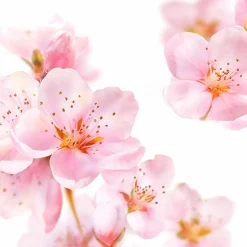 Kneipp Bodylotion Amandelbloesem 200 ml