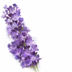 Kneipp Caring Huidolie Lavendel 100 ml