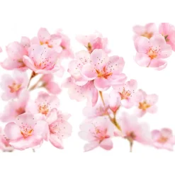 Kneipp Douche Foam Soft Skin Amandelbloesem 200 ml