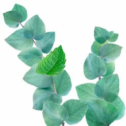 Kneipp Douche Scrub Refreshing Mint en Eucalyptus 200 ml