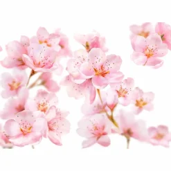 Kneipp Handcrème Amandelbloesem 75 ml