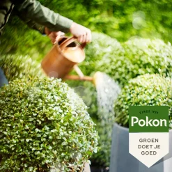 Pokon Buxus en Ilex Mest 1 kg