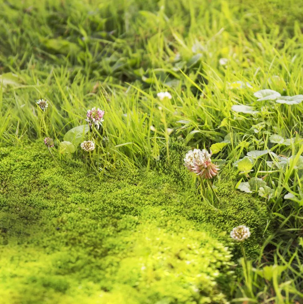 Pokon Mos & Onkruid Weg voor 25 m² 1,375 kg