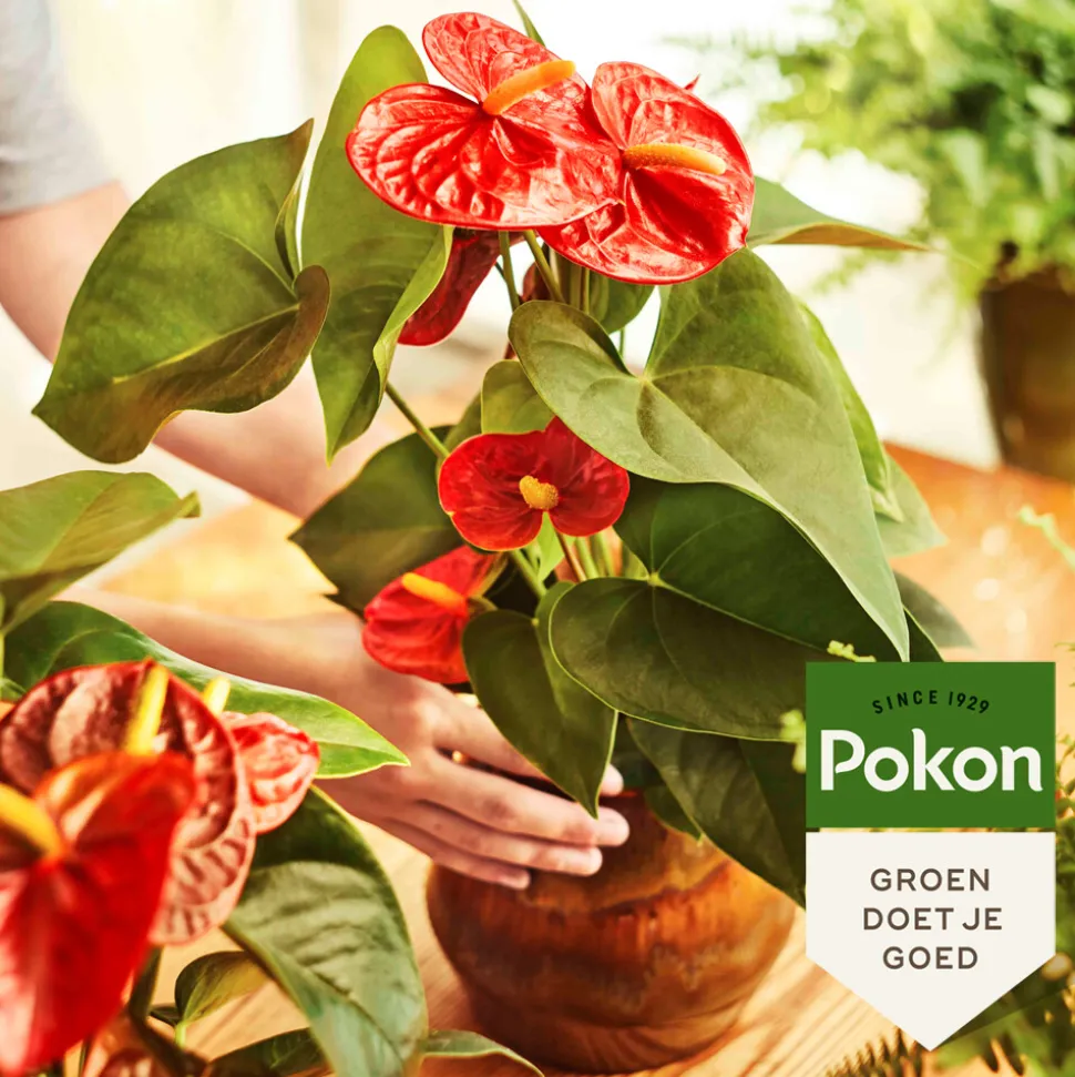 Pokon Planten Voeding Anthurium 500 ml