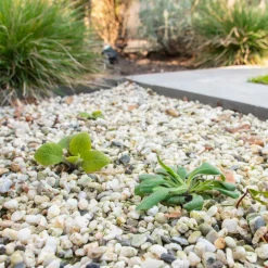 Pokon Tegen Onkruid Concentraat 450 ml