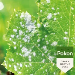 Pokon Tegen Schimmels Concentraat 250 ml