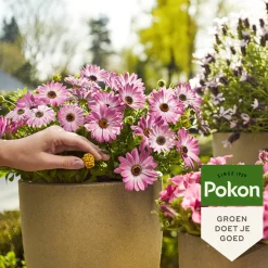 Pokon Voedingskegels Terras & Balkon Planten 40 stuks