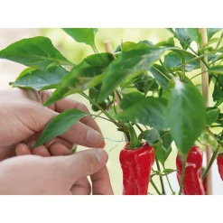 SOGO Groen Binddraad met Mes 100 m