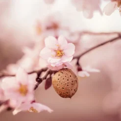 WELEDA Amandel Verzachtende Reinigingsmelk 75 ml