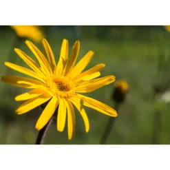 WELEDA Arnica Gel 25 gr