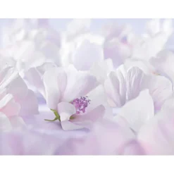 WELEDA Baby Derma Gezichtscrème 50 ml