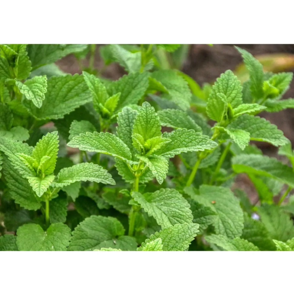 WELEDA Bio Balsemieke Melissegeest 50 ml