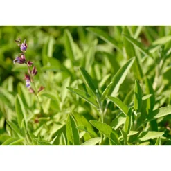 WELEDA Bio Salie Keelspray 20 ml