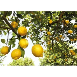 WELEDA Citrus Hand- en Nagelcrème 50 ml