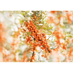 WELEDA Duindoorn Vitaliserende Body Olie 100 ml