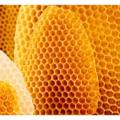 WELEDA Gezichtscrème Coldcream 30 ml