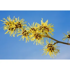 WELEDA Hamamelis Verfrissende Gezichtstonic 150 ml